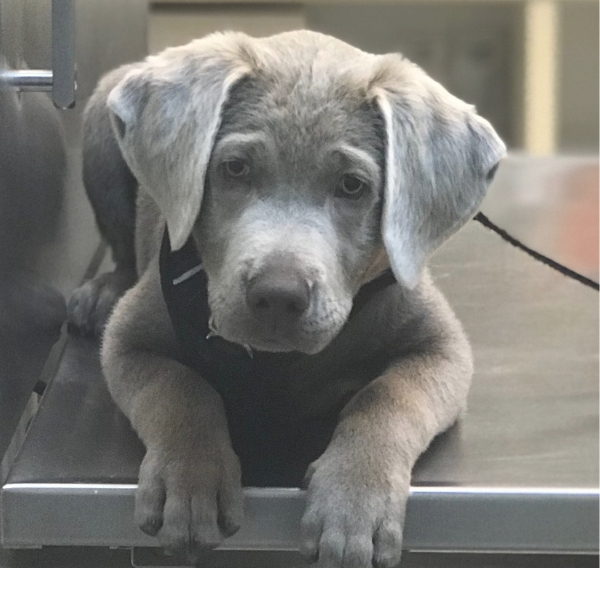 Silver Labs Chocolate Labs Golden Retrievers For Sale in Olympia Washington