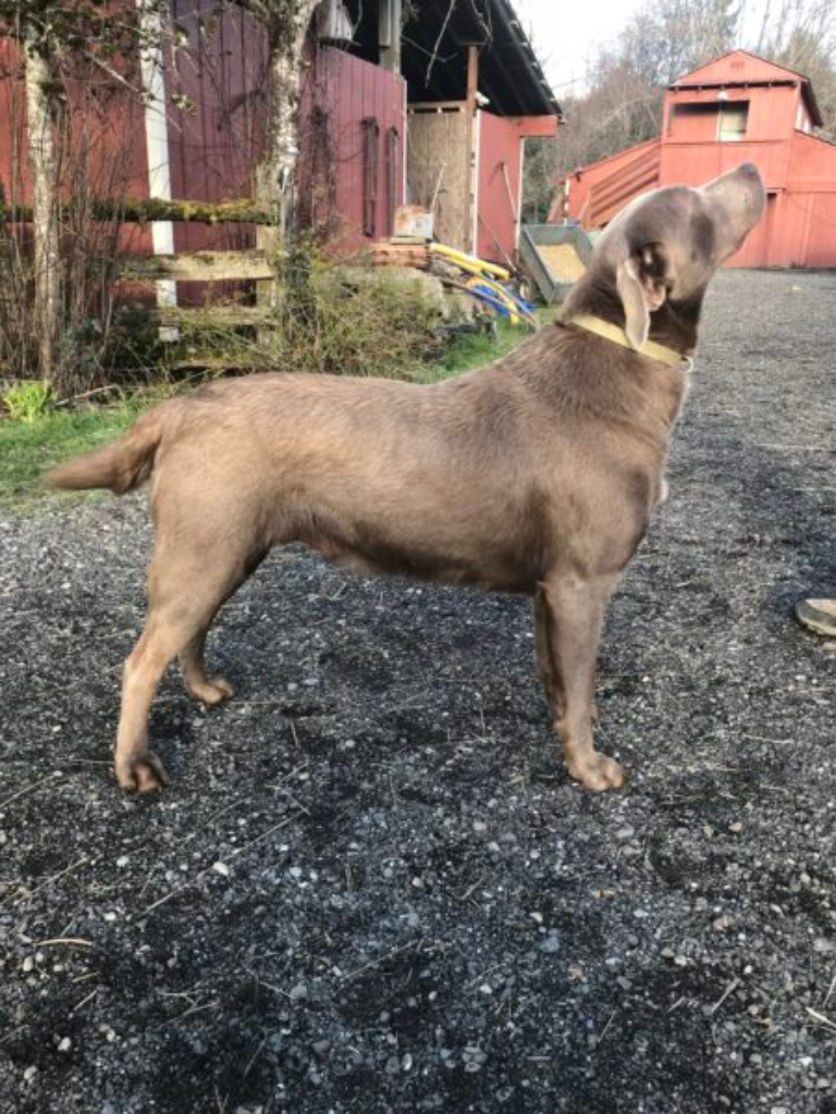 Akc registered silver labrador retriever sire at green valley pups