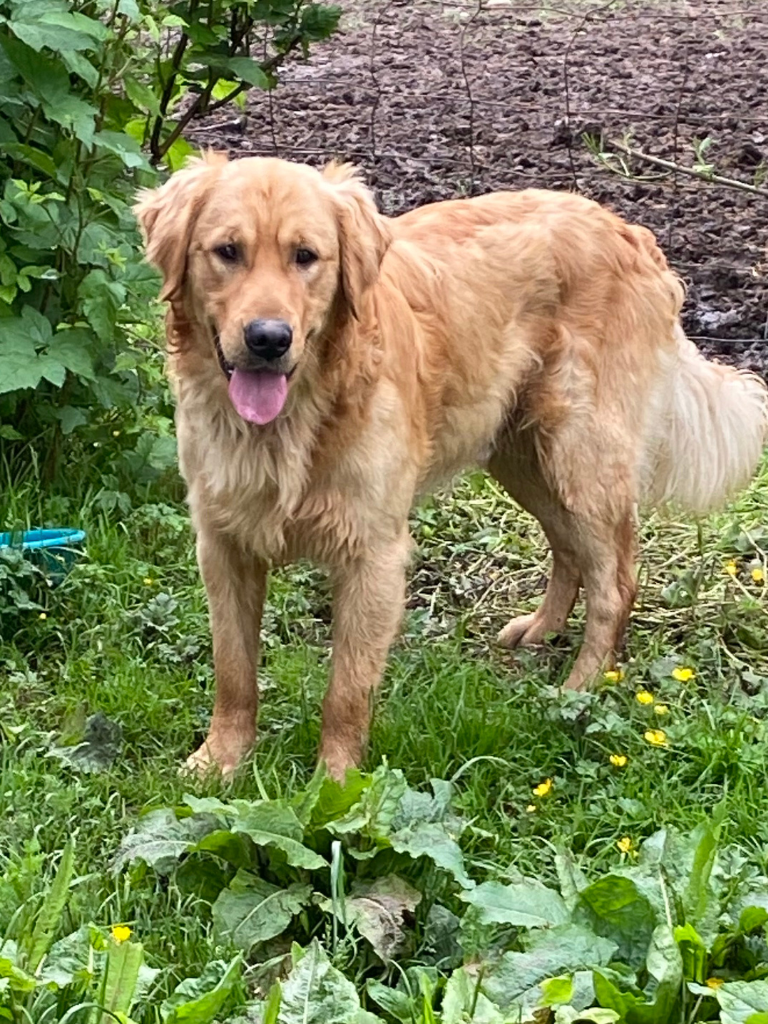 Buck Golden Retriever