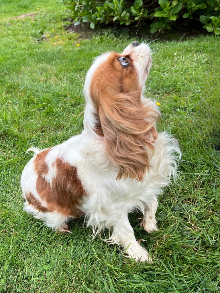 Cavalier king charles spaniel mom – part of our cavapoo program in olympia, wa