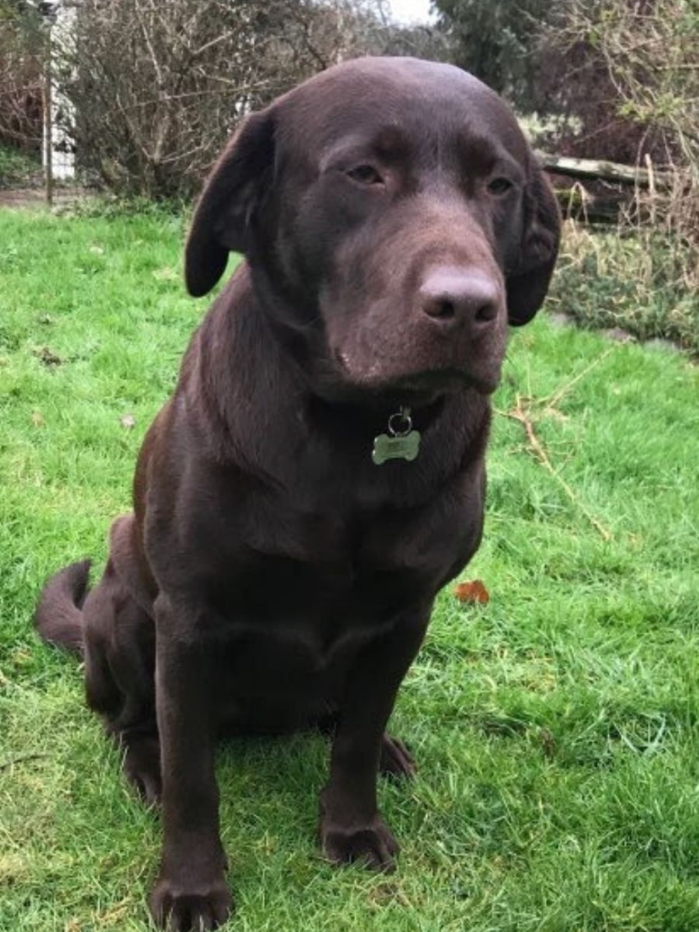 Coco Dark Chocolate Labrador Retriever Olympia Washington