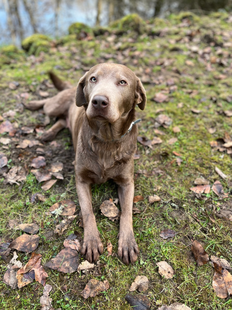 Daisy Is Our Silver Labrador Retriever