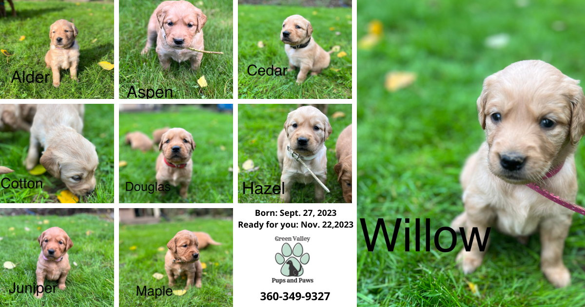 Gvpp Golden Retriever Puppies For Sale Washington State