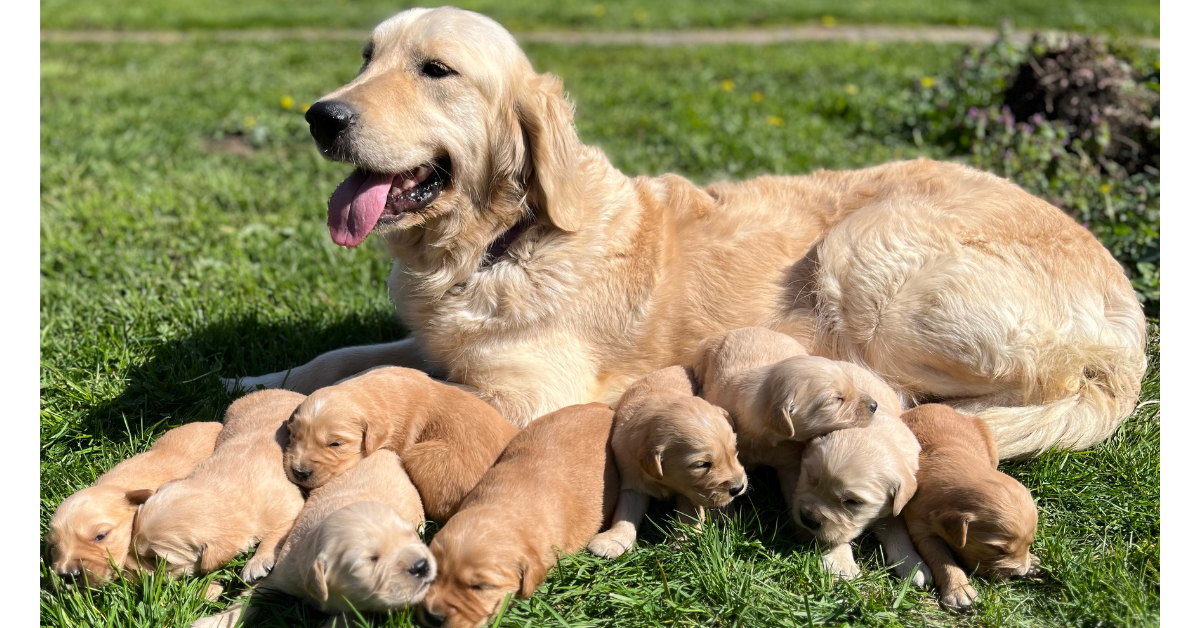Golden Retriever Puppies For Sale In Olympia Washington State