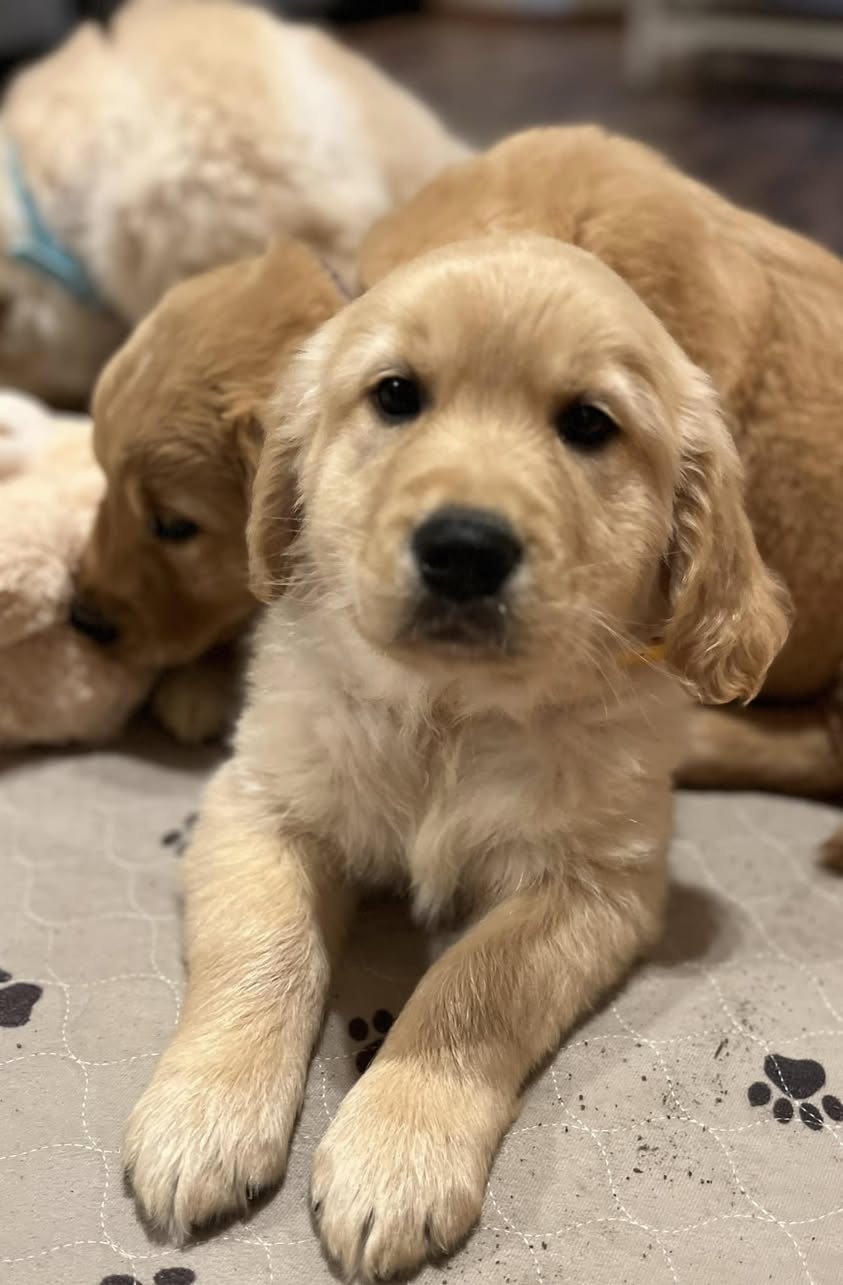 Golden Retriever Puppies Olympia Washington