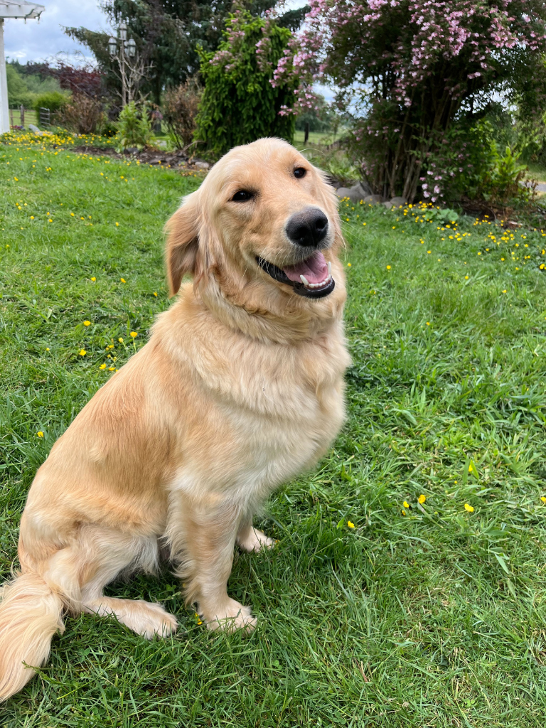 Hazel golden retriever breeder in olympia washington