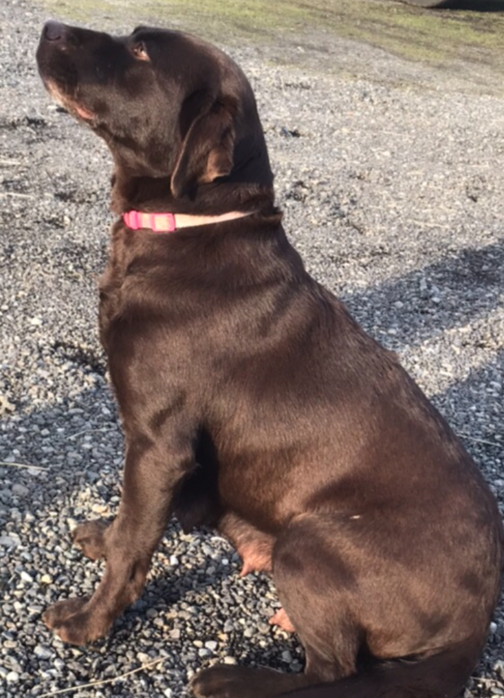 Hershey Chocolate Labrador Retriever