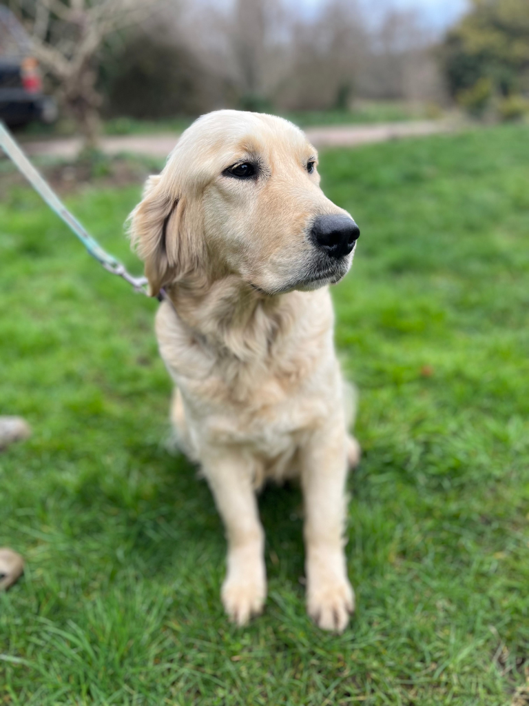 Honey Is Our English Cream Golden Retriever