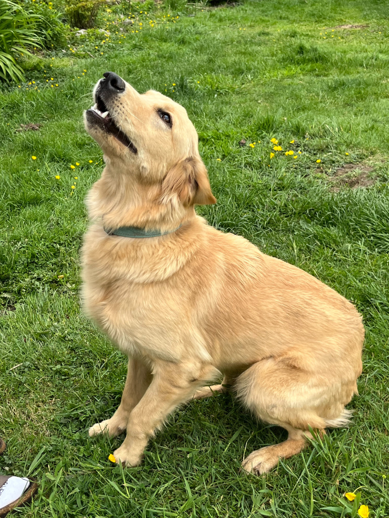 Labrador retriever female – one of our trusted moms