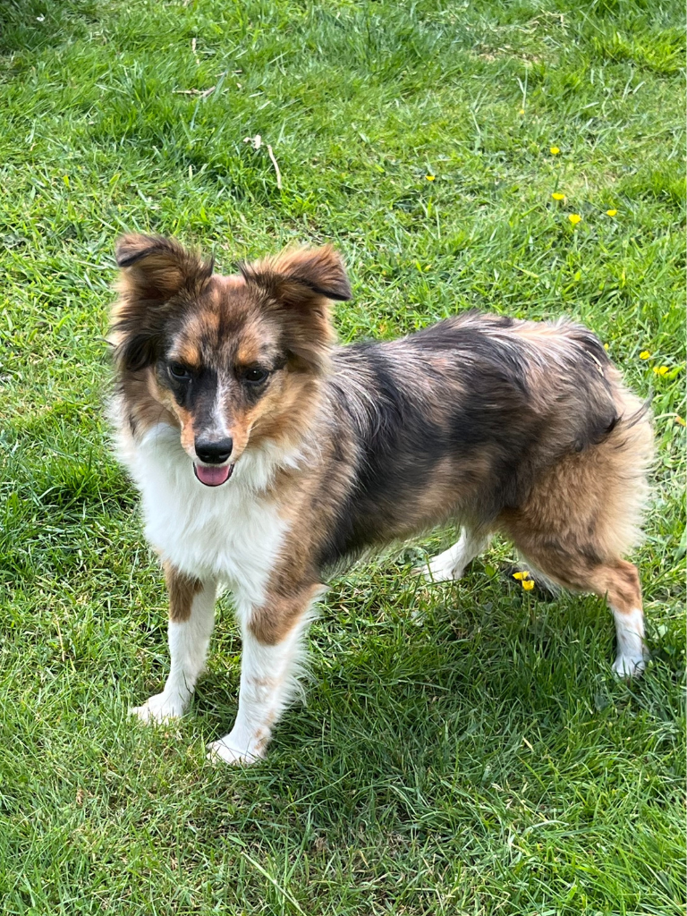 Miniature australian shepherd mom – part of our mini aussiedoodle program in olympia wa