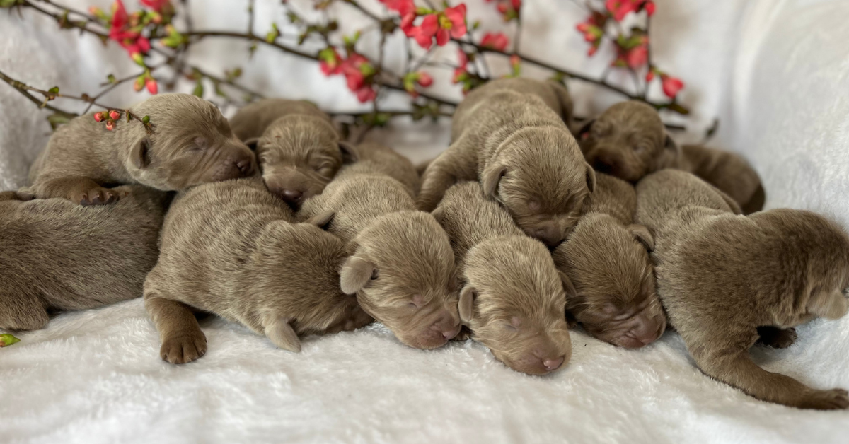 Silver Labrador Retriever Puppies For Sale Washington State