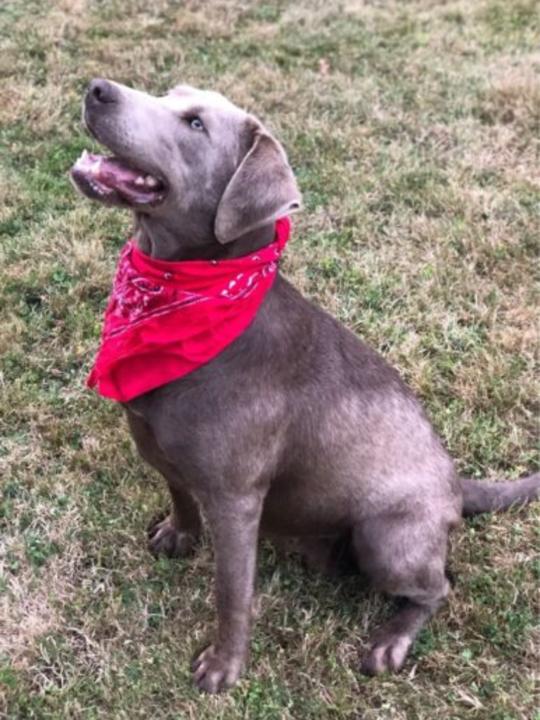 Silver labrador retriever female – one of our trusted moms