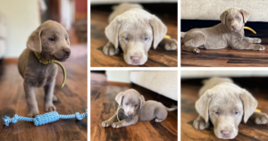 Silver Labrador Retriever puppies availabe for sale by breeders in Washington State