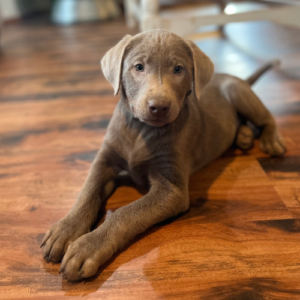 Silver Labrador Retriver Puppy Availabe For Sale Washington State