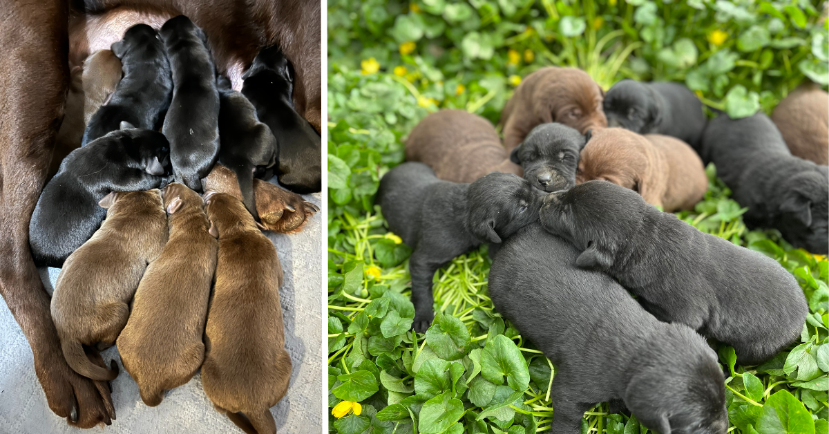 Washington State Black And Chocolate Labrador Retriever Puppies For Sale