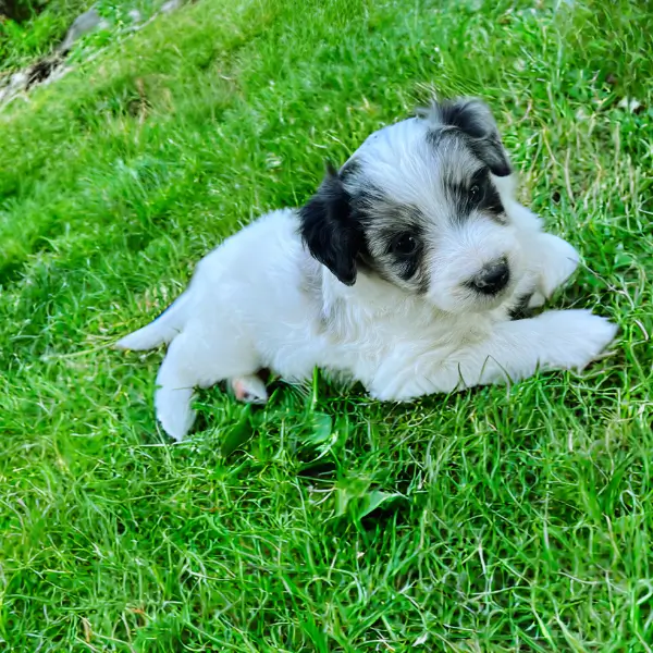 Aussiedoodle puppy sitting in the grass in Olympia WA