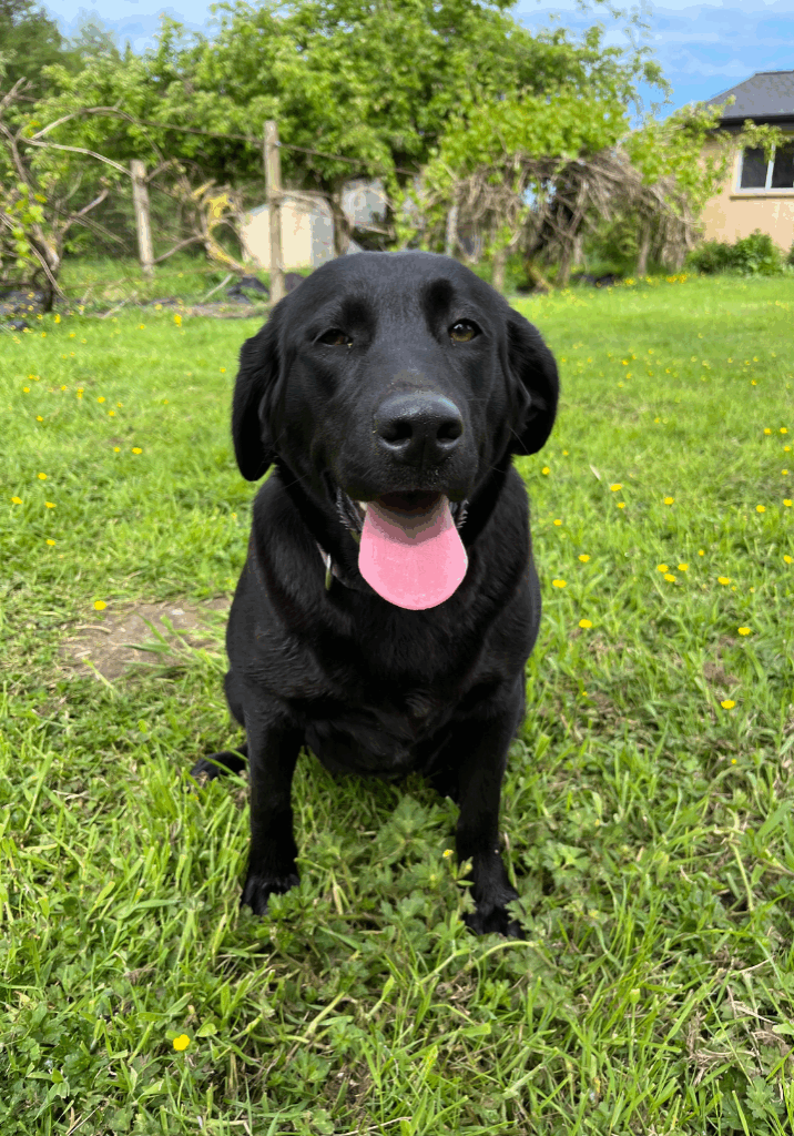 Black labrador retriever breeding male at green valley pups and paws