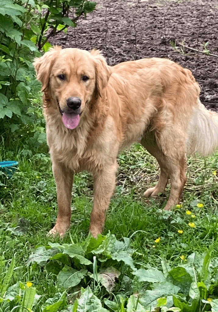 Buck Golden Retriever