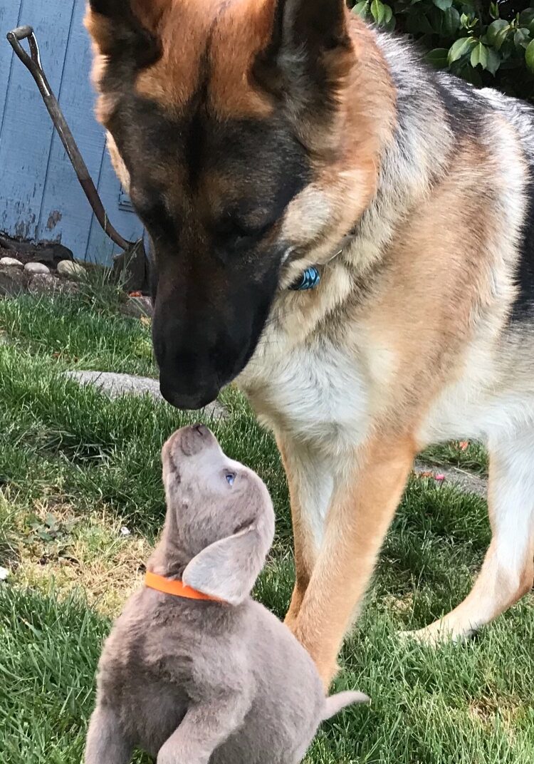 Silver Labrador Retriever puppy