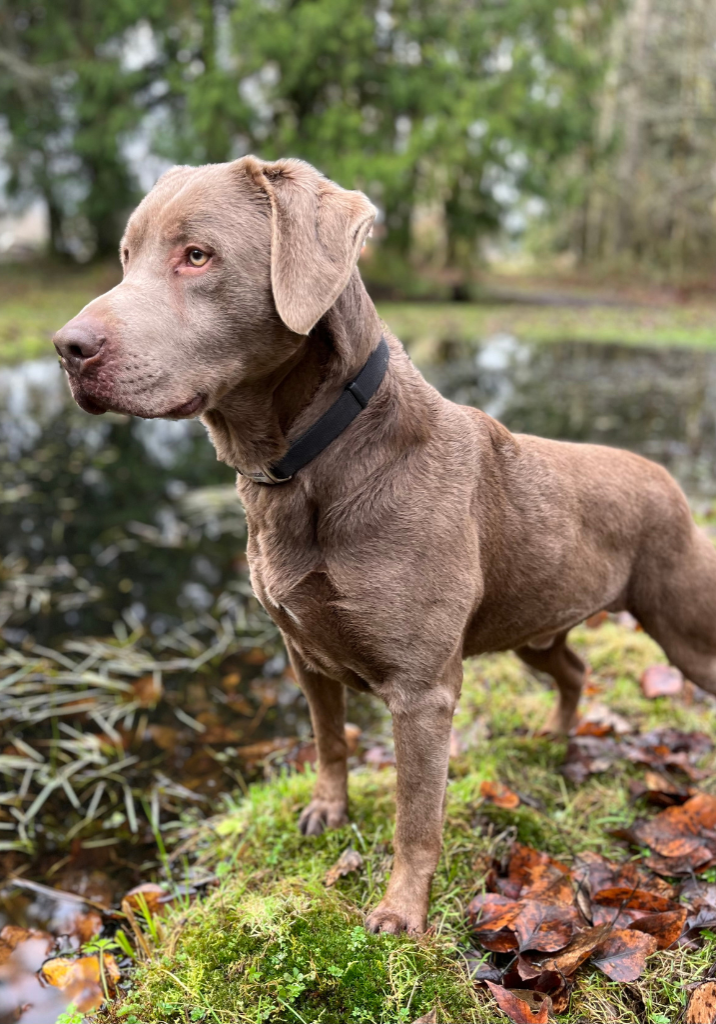 Spur Is Our Silver Labrador Retriever