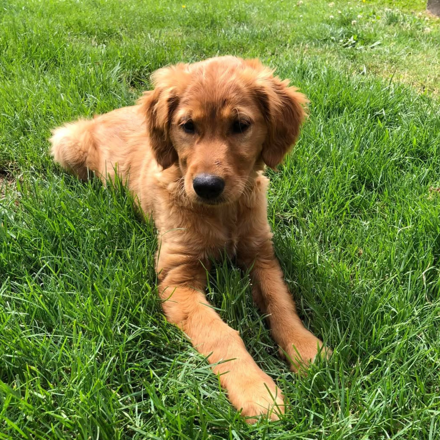 Golden Retriever puppy exploring the grass on our family farm in Olympia WA