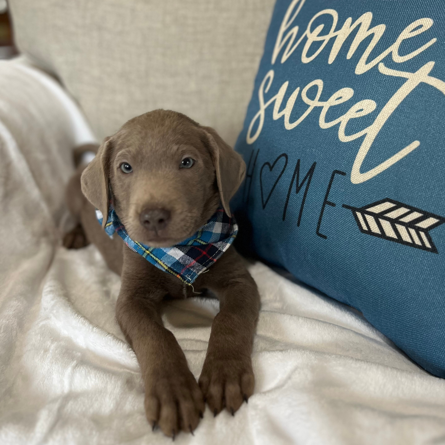 Silver lab puppy home sweet home