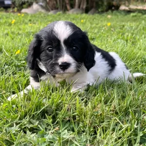 Mini Cavapoo puppy raised by family breeder in Olympia, WA