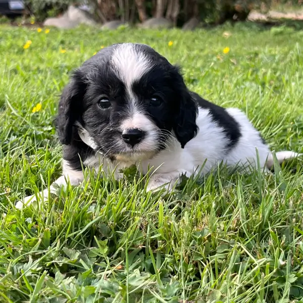 Mini Cavapoo puppy raised by family breeder in Olympia, WA