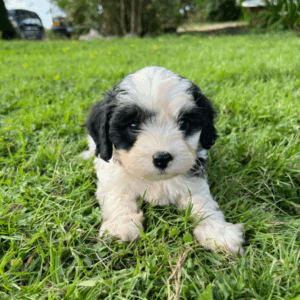Cavapoo puppy lying in grass olympia wa