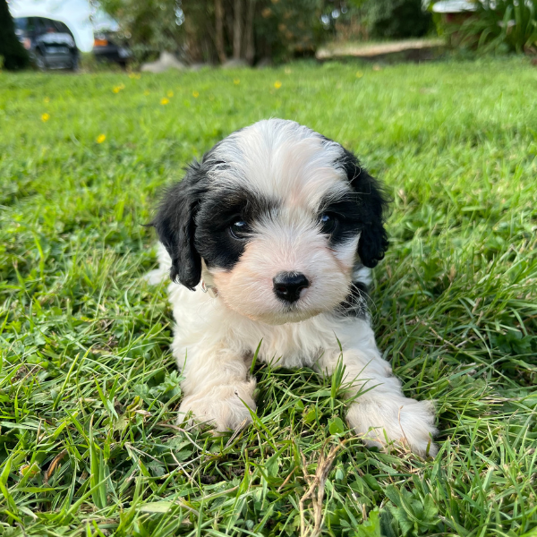 Cavapoo puppy lying in grass olympia wa
