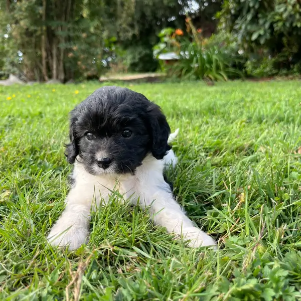 Cavapoo puppy relaxing in grass olympia wa
