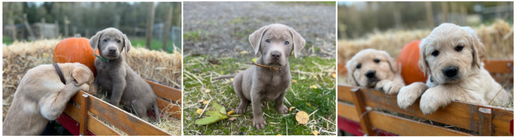 male and female silver labrador retrievers and male golden retriever puppies in Washington State Male And Female Silver Labrador Retrievers And Male Golden Retriever Puppies In Washington State