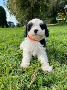 Mini Cavapoo puppy standing in green grass on a sunny day in Olympia, Washington