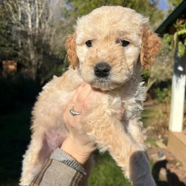 Mini Goldendoodle puppy being held by breeder in Olympia Washington