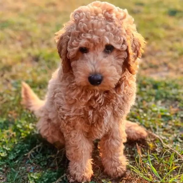 Close-up of Mini Goldendoodle puppy with curly coat