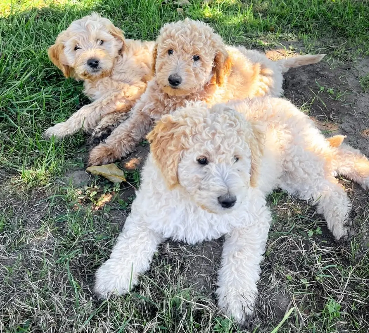 Three Mini Goldendoodle puppies lying in the grass at breeder's farm in Olympia Washington