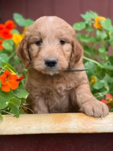 Mini Goldendoodle puppy with curly coat and paw on planter in Olympia WA