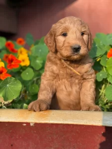 Mini Goldendoodle puppy sitting among flowers in Olympia WA