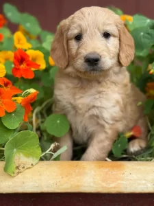 Mini Goldendoodle puppy with fluffy coat looking at camera in Olympia WA