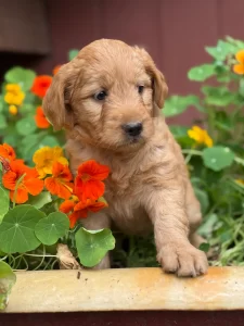 Mini Goldendoodle puppy with gentle eyes sitting in planter in Olympia WA