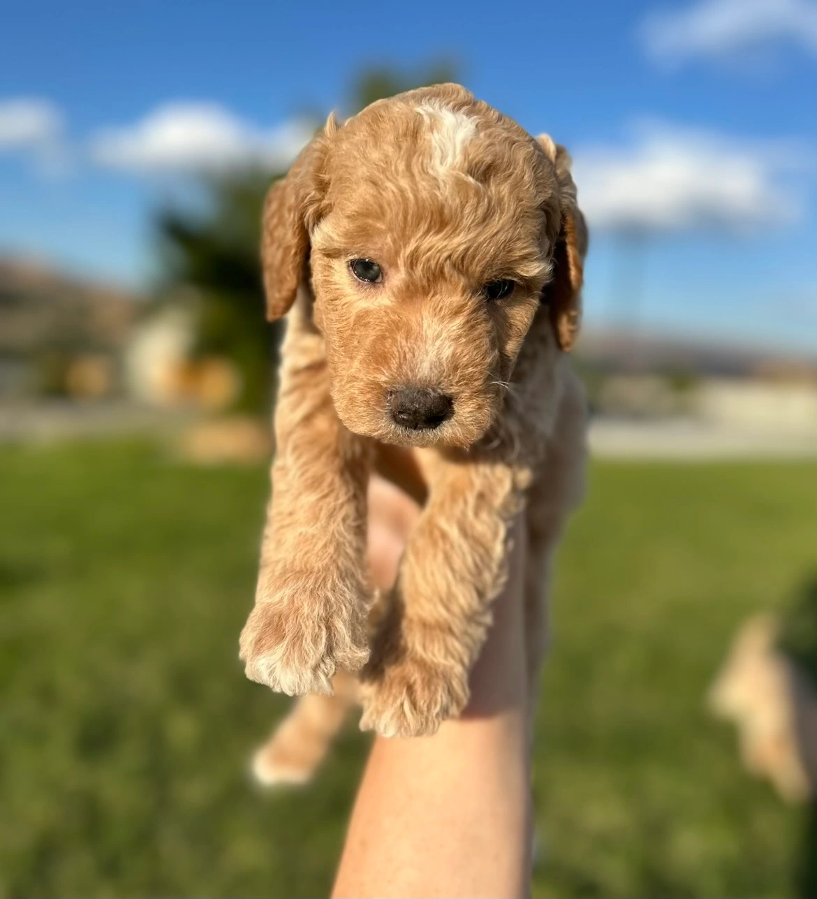 Mini goldendoodle puppy olympia wa breeder