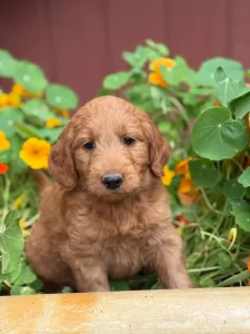 Mini Goldendoodle puppy posing with flowers in Olympia WA