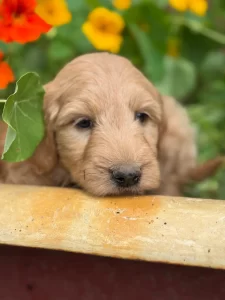 Mini goldendoodle puppy resting planter olympia wa