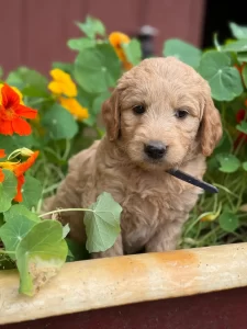 Mini Goldendoodle puppy leaning on planter box looking to the side in Olympia WA