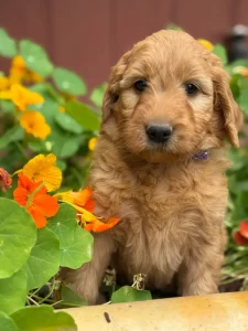 Mini Goldendoodle puppy sitting in flowers looking at camera in Olympia WA